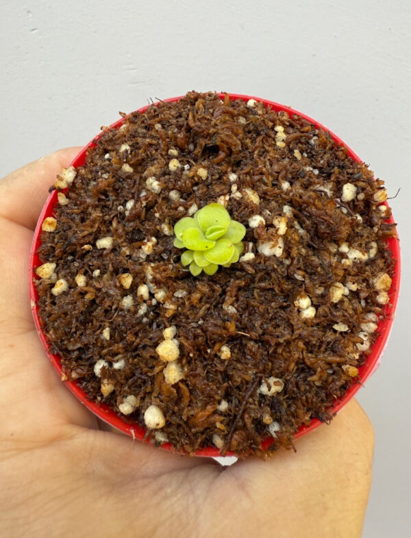 Pinguicula Moranensis Superba x hamburg - Image 2