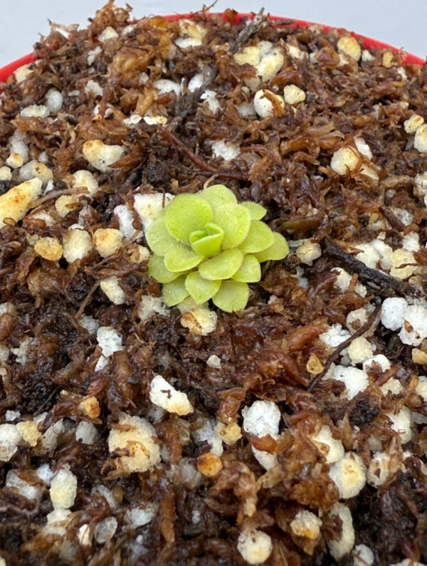 Pinguicula Moranensis Superba x hamburg