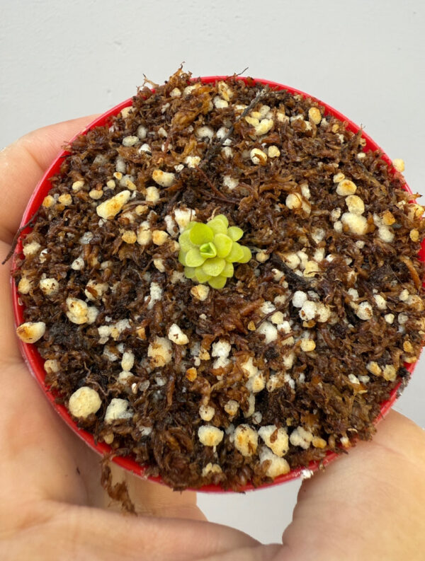 Pinguicula Moranensis Superba x hamburg - Image 4