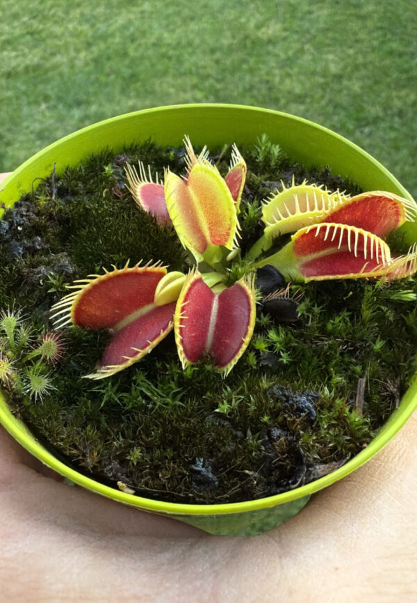 Venus Cocodrile
