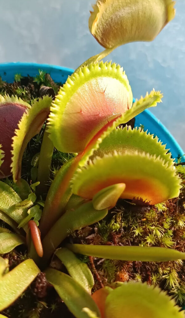 Venus Bristle tooth
