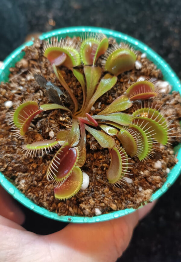 Venus Petit Dragon