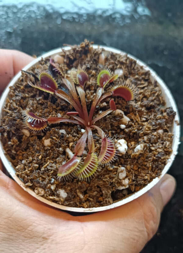 Venus Petit Dragon - Image 2