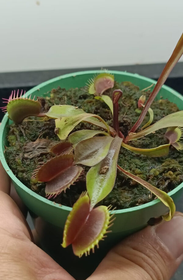 Venus Red Dragon Gigante