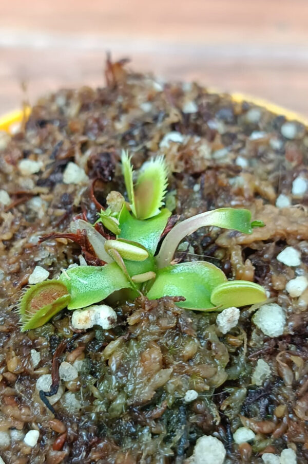Venus Orange Fire