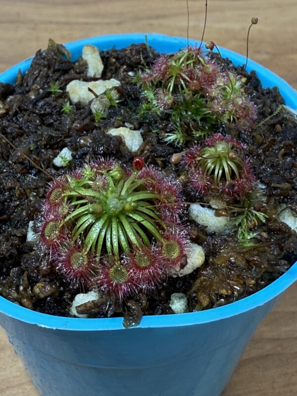 Drosera Carbarup - Image 4