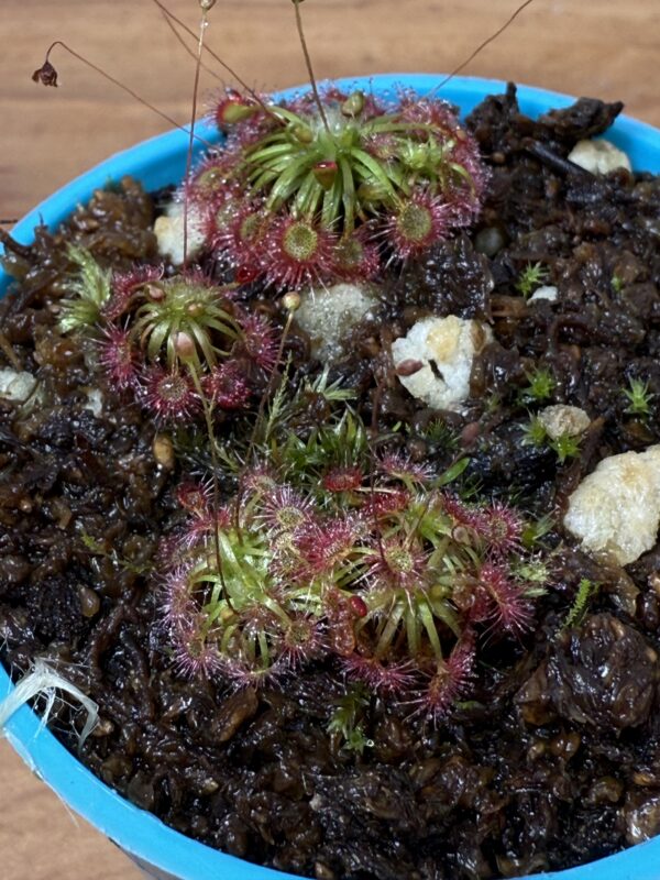Drosera Carbarup - Image 5