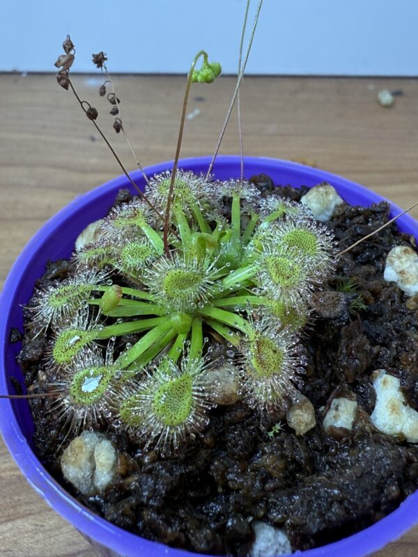 Drosera Omissa x Pulchella - Image 2