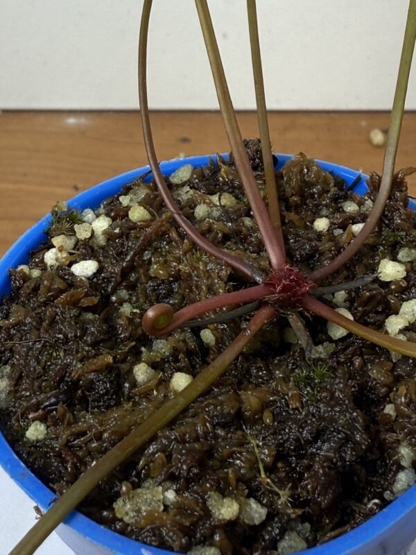 Drosera Binata - Image 2