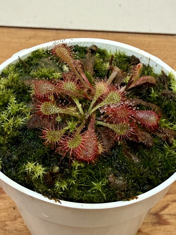 Drosera  Snyderi - Image 2
