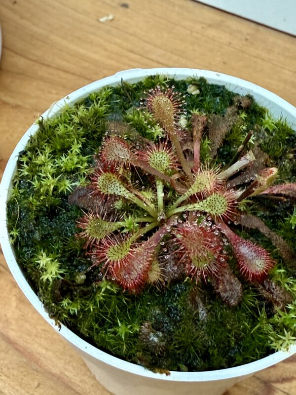 Drosera  Snyderi - Image 3