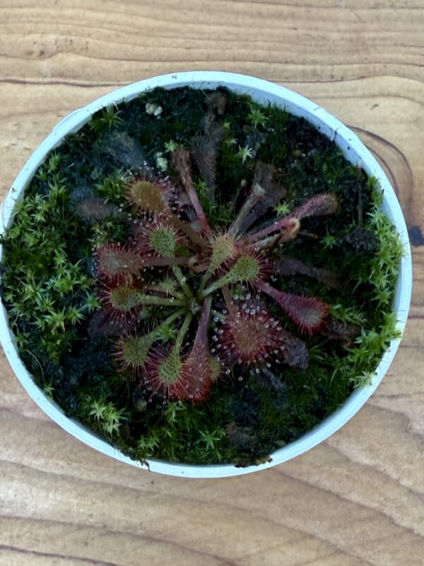 Drosera  Snyderi - Image 4