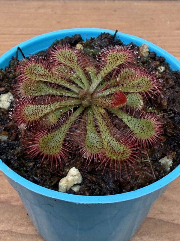 Drosera Ultrafamica x Spatulata - Image 2