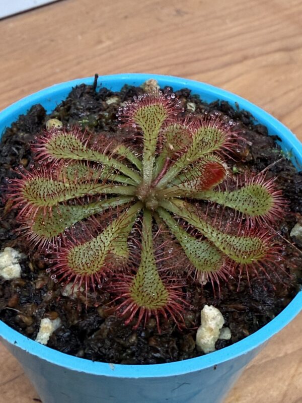 Drosera Ultrafamica x Spatulata - Image 3