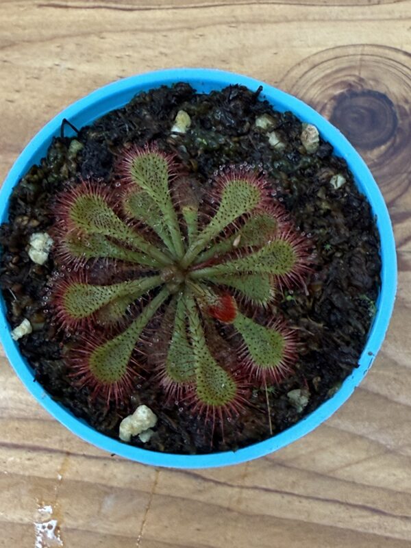 Drosera Ultrafamica x Spatulata - Image 4