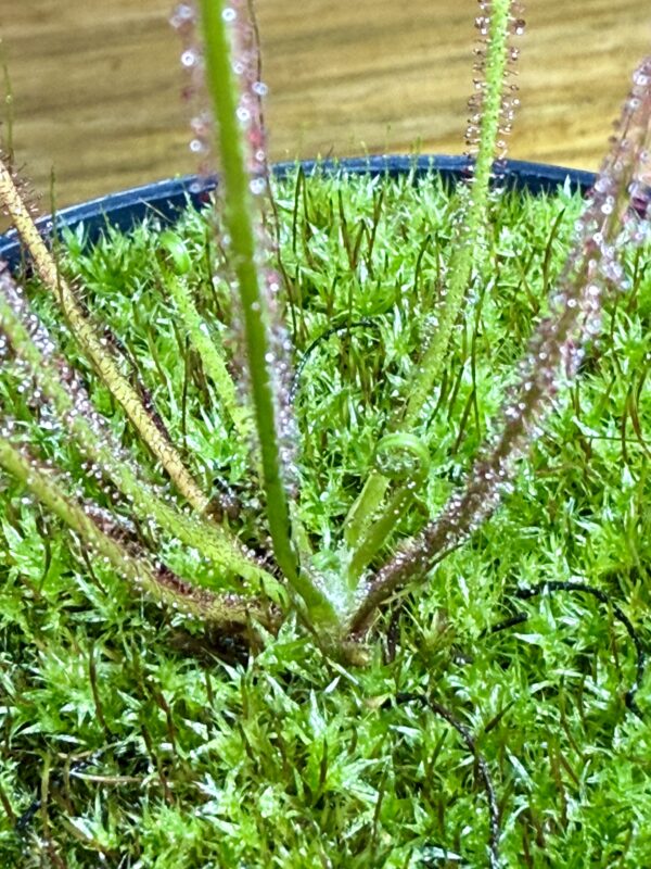 Drosera Filiformis - Image 3