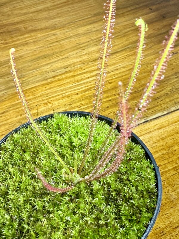 Drosera Filiformis - Image 4