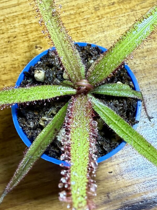 Drosera Adelae - Image 3