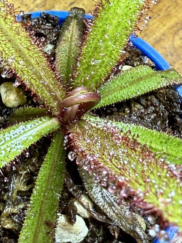 Drosera Adelae - Image 4