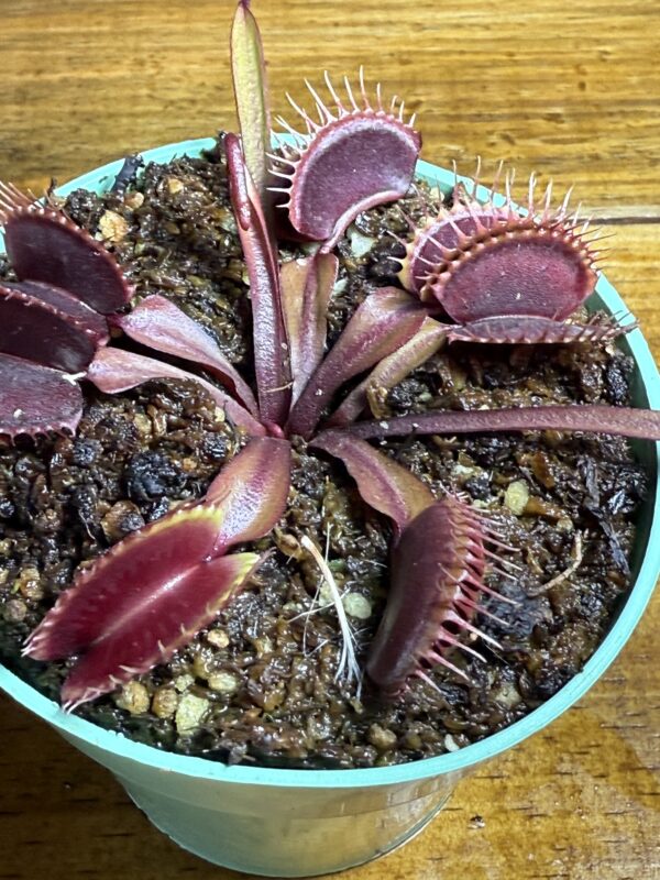 Venus Red Dragon - Image 3