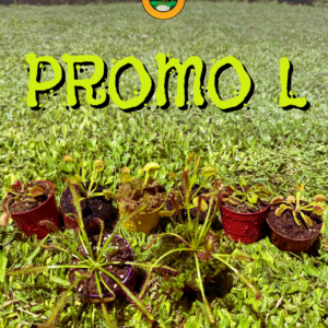 Promo L