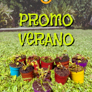 Promo Verano