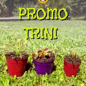 Promo Trini