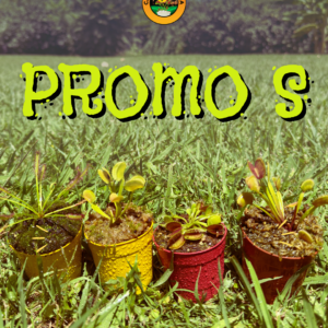Promo S