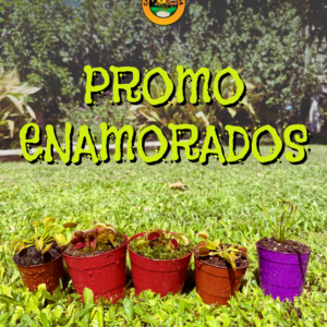 Promo Enamorados