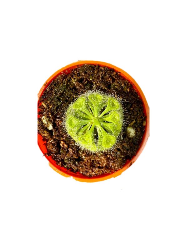 Drosera Burmani - Image 7