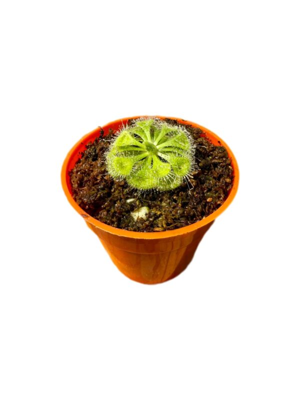 Drosera Burmani