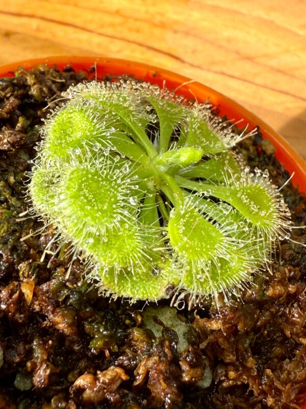 Drosera Burmani - Image 4