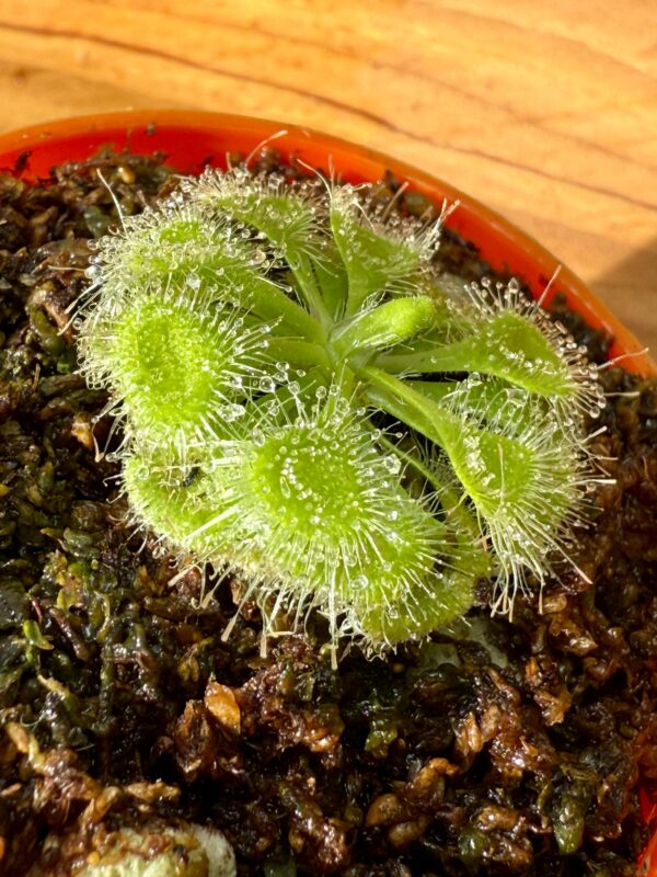 Drosera Burmani - Image 3