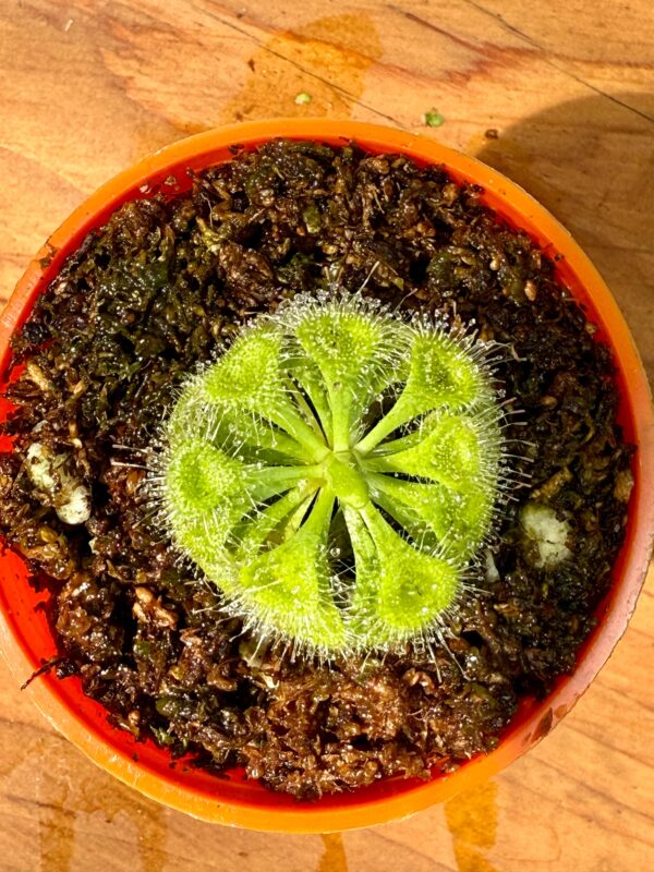Drosera Burmani - Image 5