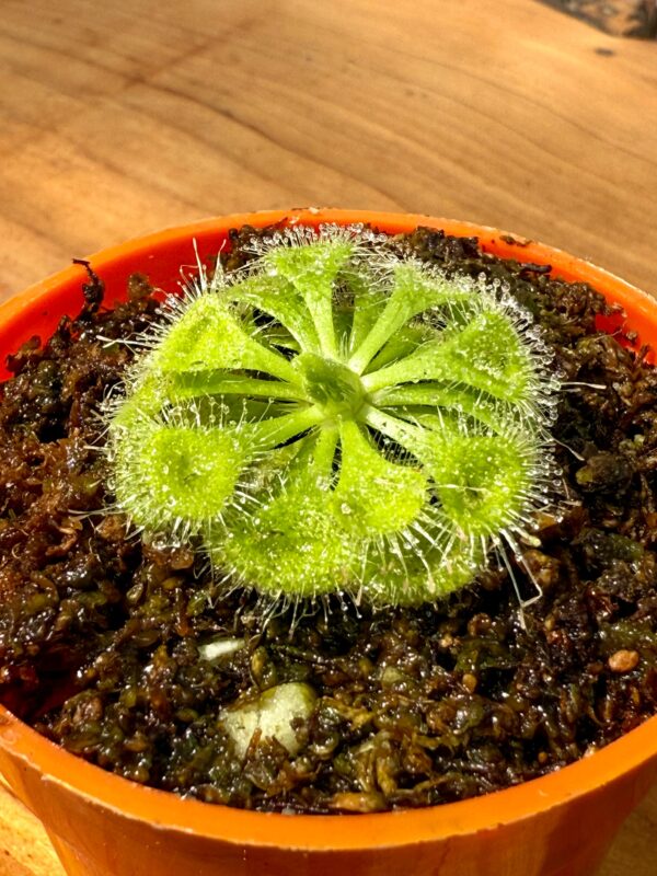Drosera Burmani - Image 2