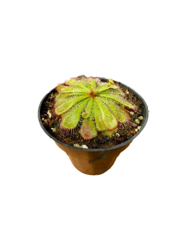 Drosera Aliciae