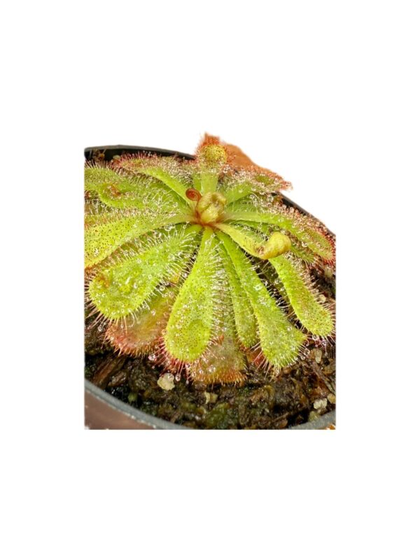Drosera Aliciae - Image 6