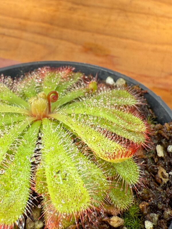 Drosera Aliciae - Image 5