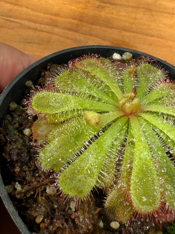 Drosera Aliciae - Image 4