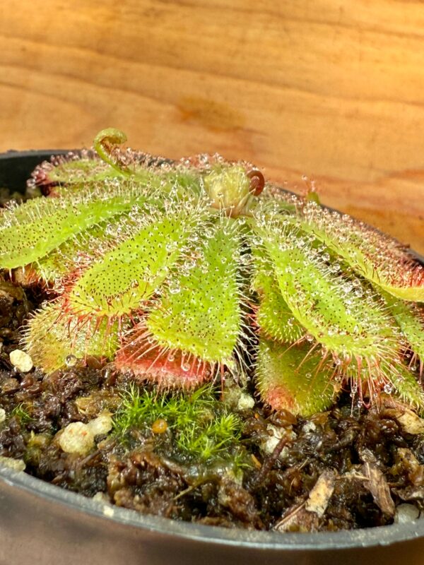 Drosera Aliciae - Image 2