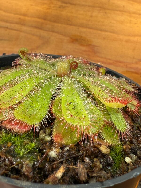 Drosera Aliciae - Image 3