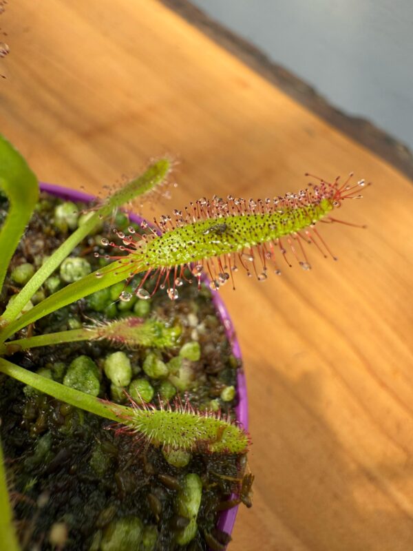 Capensis Maroon - Image 5
