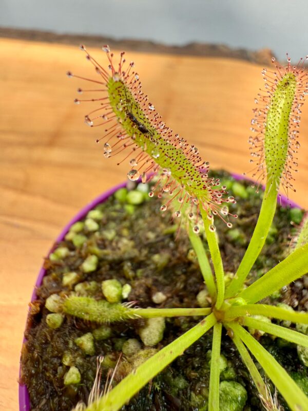 Capensis Maroon - Image 4