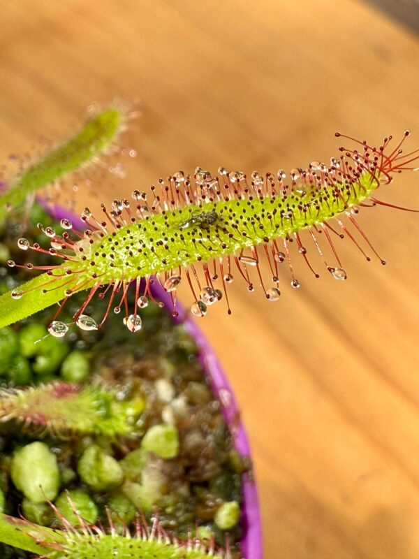 Capensis Maroon - Image 6