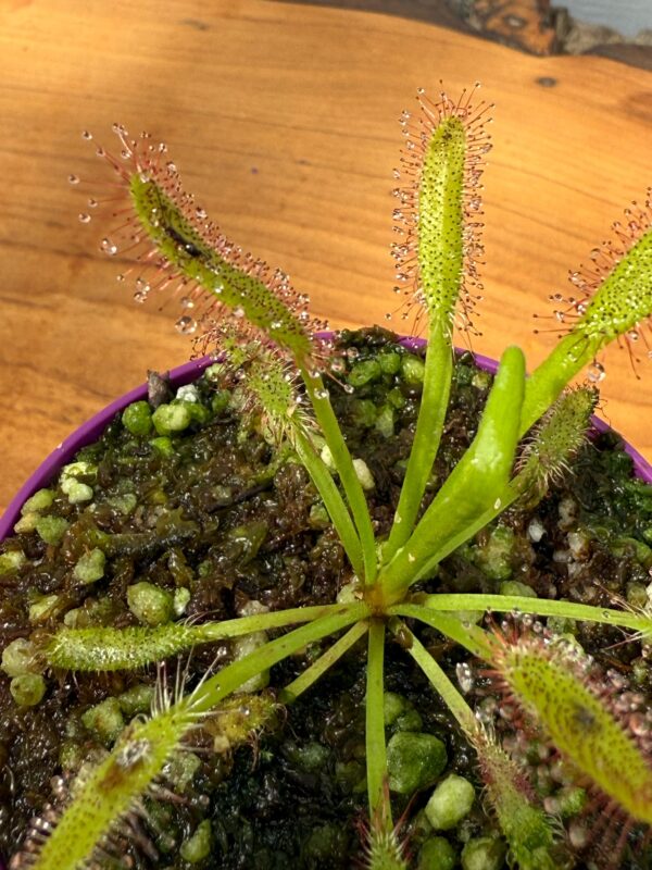 Capensis Maroon - Image 2