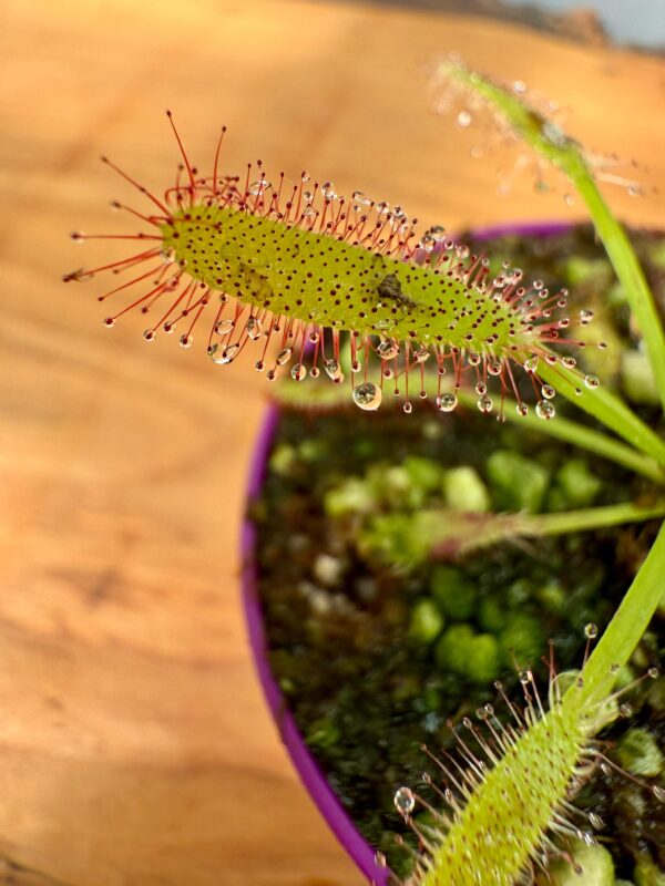 Capensis Maroon - Image 3