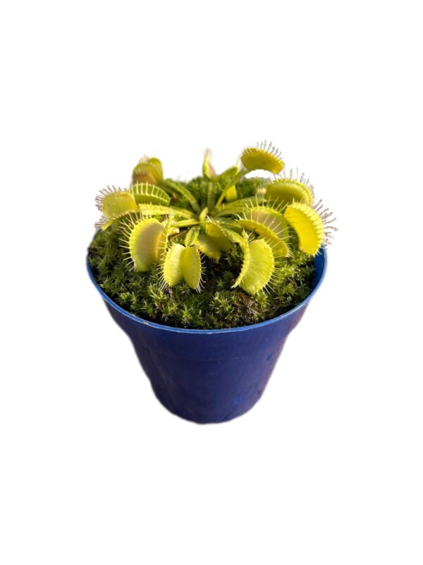 Venus Shuppenstiel