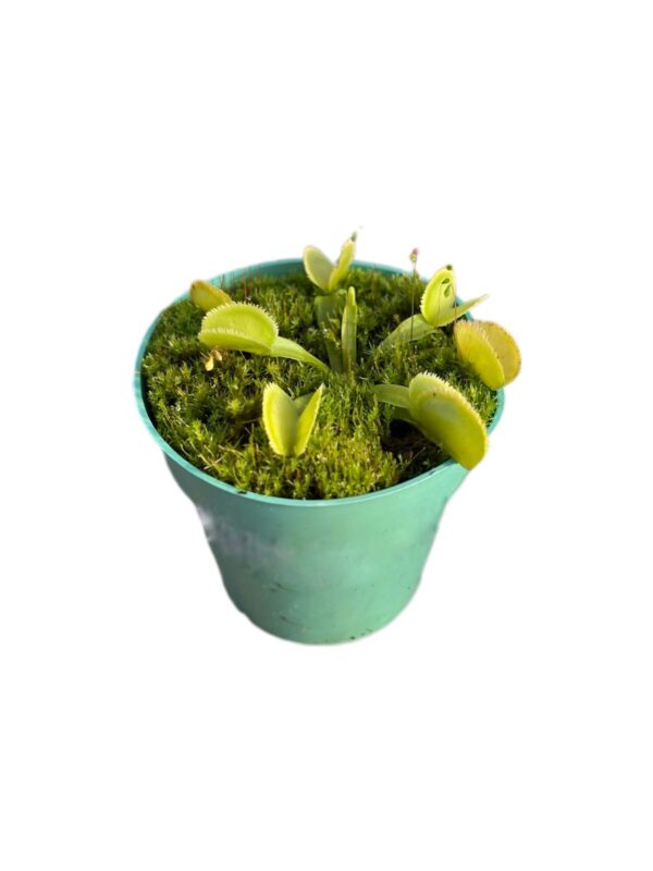 Venus Green Sawtooth