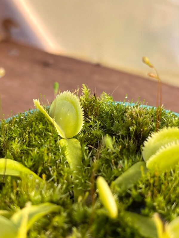 Venus Green Sawtooth - Image 3