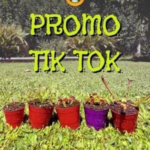 Promo Tik Tok